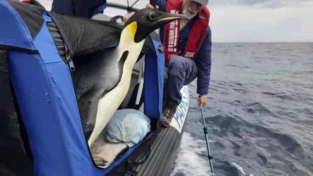 Emperor penguin Gus begins his long journey back home after appearing 3000 kilometers away