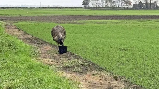 Escaped Emu Still on the Loose in Lincolnshire, UK