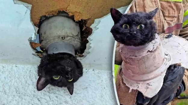 Firefighters Rescue Anxious Cat Stuck in Rain Pipe: 'She Thankfully Suffered no Serious Injuries'