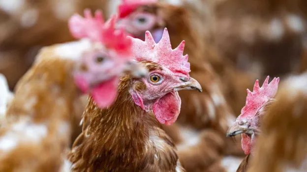 First case of bird flu in a human in Canada