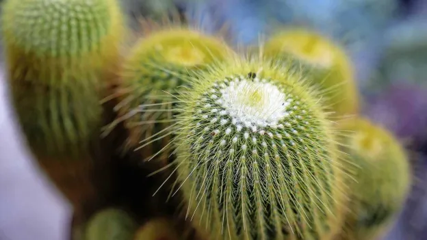 German city bans cacti in public spaces after man injures himself on plant