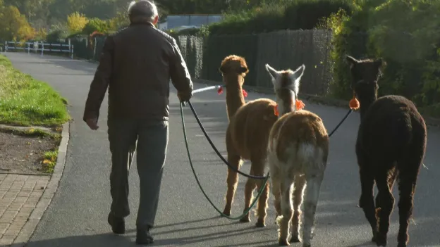 German Health Experts Warn of Infections from Popular Alpaca Walks