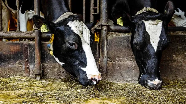 Germany Lifts Measures Against Foot-and-Mouth Disease