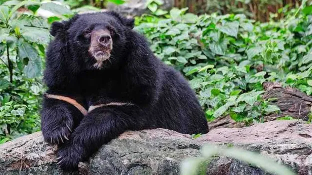 Hunter dies after shot bear falls from tree and crushes him