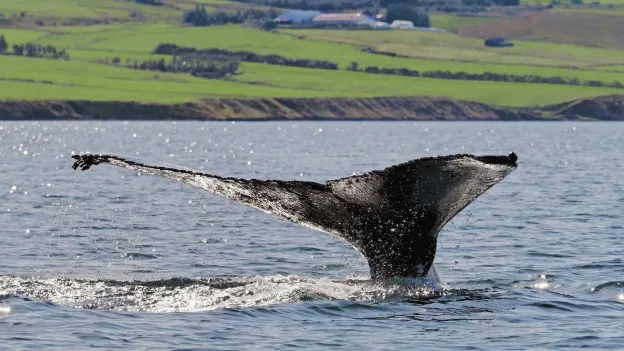 Iceland Allows Whale Hunting for Another Five Years