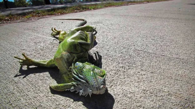 'Iguana Alarm' in Florida: Beware of Falling Iguanas