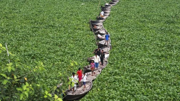 Invasive Water Hyacinth Threatens Ecosystems in Turkey and Kenya