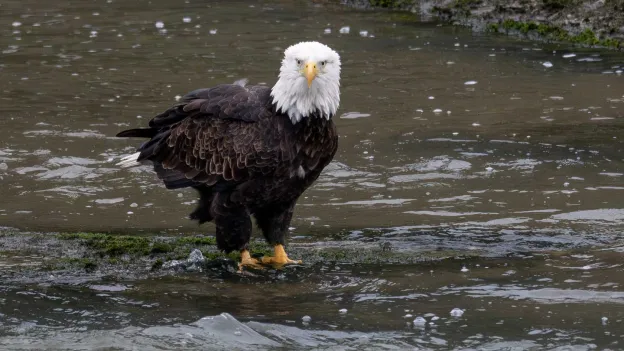 Joe Biden Declares American Bald Eagle National Bird of USA