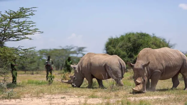 Kenya to Save Northern White Rhinos from Extinction with IVF