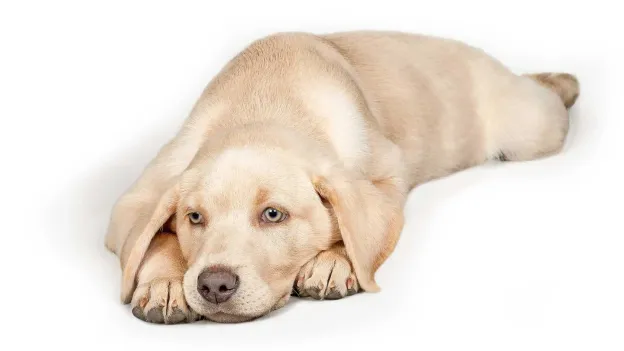 Labrador named the naughtiest breed by dog owners