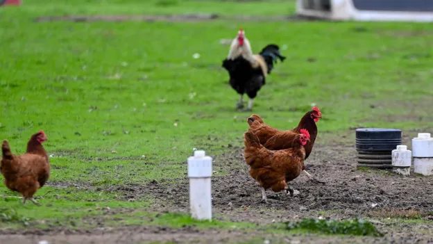 Louisiana Reports First Human Death from Avian Influenza in the US