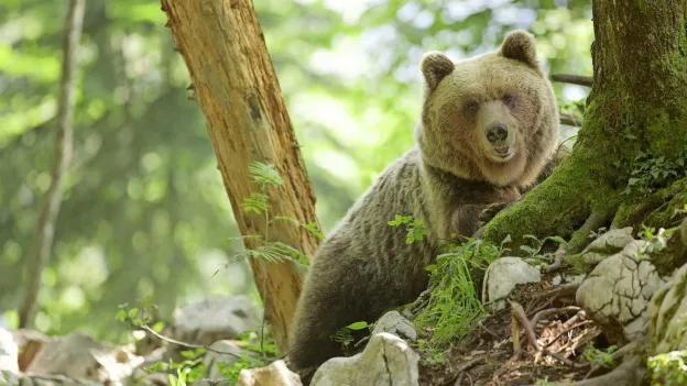 Man (55) killed by bear in Tatra Mountains in Slovakia