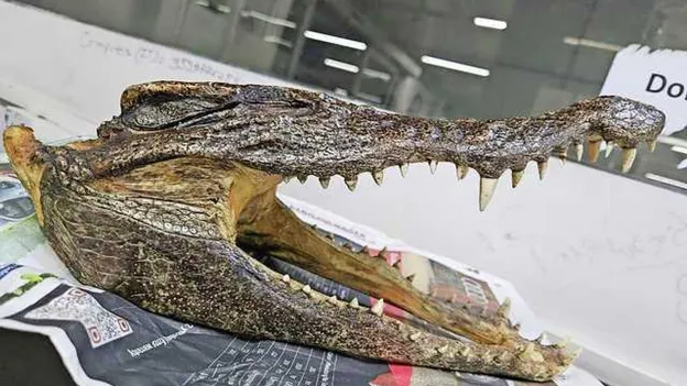 Man Arrested with Crocodile Skull in Luggage at New Delhi Airport