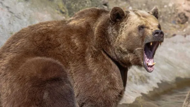 Man critically injured by brown bear while picking mushrooms in Slovakia