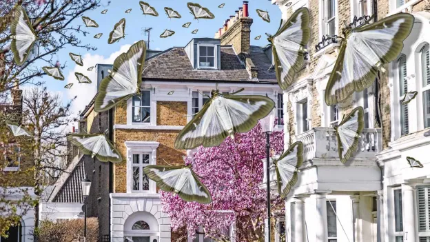 Moth Infestation Causes Legal Battle Between Millionaire Residents in London