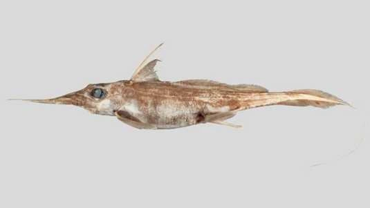 New Species of Dragonfish Discovered near New Zealand: Exciting Find