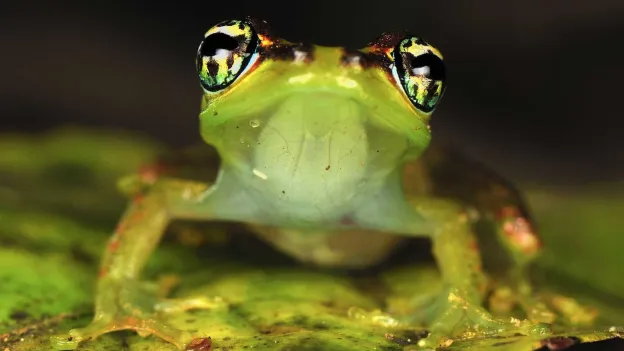 New Species of 'Star Trek Frogs' Discovered in Madagascar