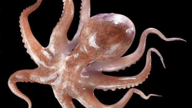 Octopuses Could Evolve to Build Underwater Civilizations, Oxford Professor Predicts