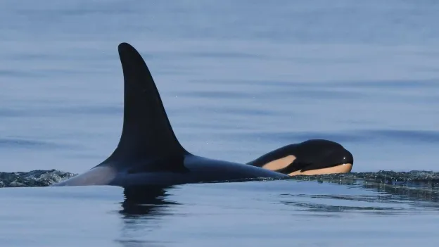 Orca Tahlequah, known for carrying her dead calf, becomes a mother again