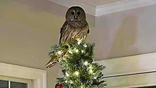 Owl surprises family by entering house through chimney and perching on top of Christmas tree