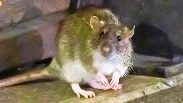 Panic at Police Station in Houston: Drug-addicted Rats Eat Evidence