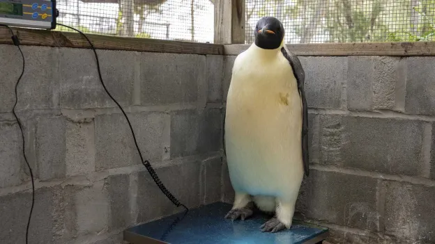 Penguin Gus on the Road to Recovery After Unintended 3,500 Kilometer Journey to Australia