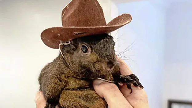 Popular Squirrel Peanut Seized by Animal Protection after Instagram Videos