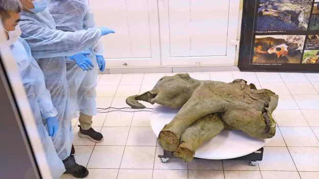 Rare and Well-Preserved Baby Mammoth Found in Siberia