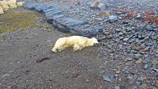 Rare Polar Bear Found in Iceland, Shot Dead: 'Not Something We Like to Do'