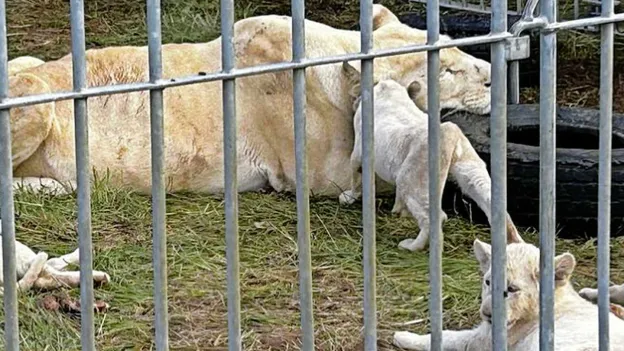 Rescue mission saves adult lions and nine cubs from French circus