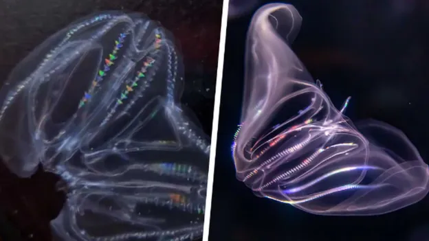 Researchers discover wounded jellyfish can merge together to form a healthy individual