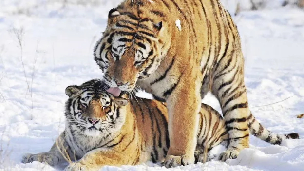 Romance in the Animal Kingdom: Tiger Boris Reunites with Svetlaya after Three-Year Journey