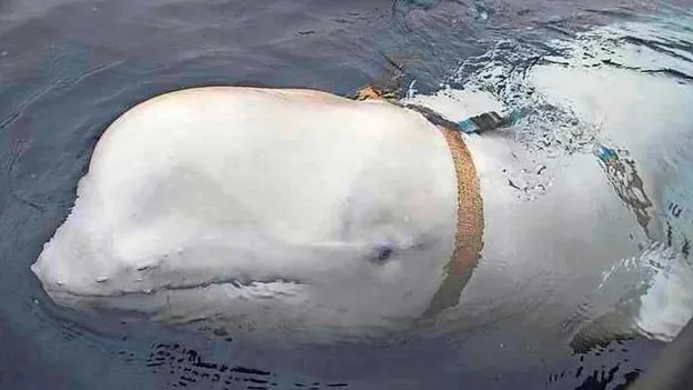 Russian Spy Beluga Whale Gets Own BBC Documentary: 'Hvaldimir Guarded Ships'