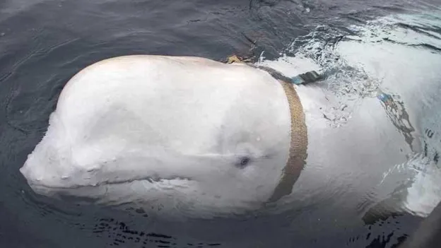 Russian 'spy whale' likely died from infection