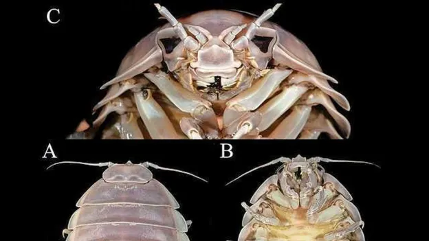 Scientists Discover Giant Bathynomus Vaderi, the Darth Vader of the Ocean