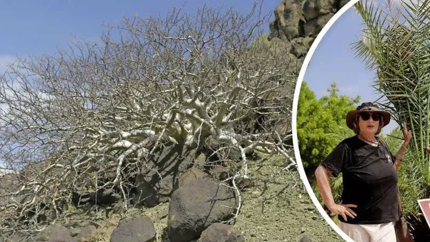 Scientists Grow Biblical Miracle Tree from 1000-Year-Old Seed