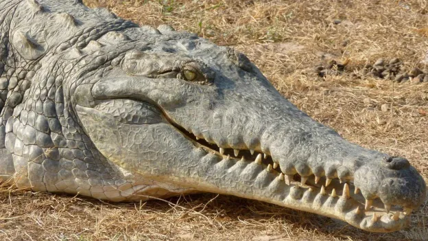 Spitssnout Crocodile Captured near Bonaire Identified as a Cuban Crocodile