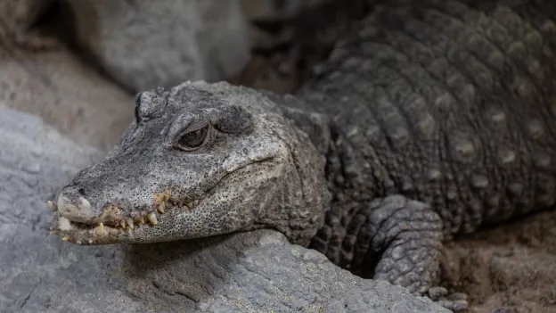 Spitssnout Crocodile Captured on Bonaire Dies