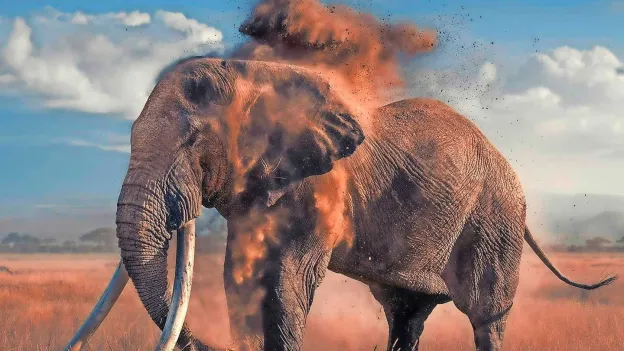 'Super Tuskers' in Danger: Unique Type of Elephants Threatened