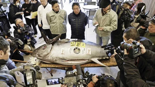 Sushiketen in Tokyo biedt 1,3 miljoen euro voor tonijn op veiling