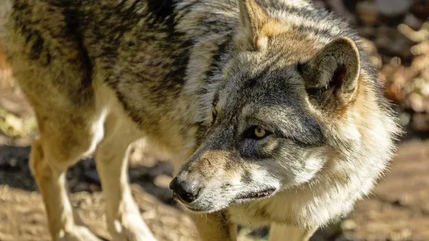 Sweden Starts Wolf Hunt to Halve Endangered Population