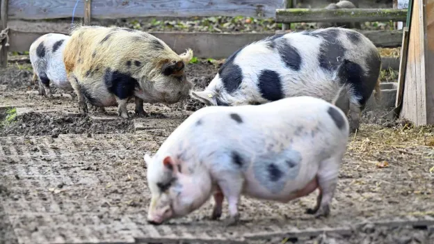 Teenage Girl Found Dead in Pigsty After Neighbor Assault in Russia