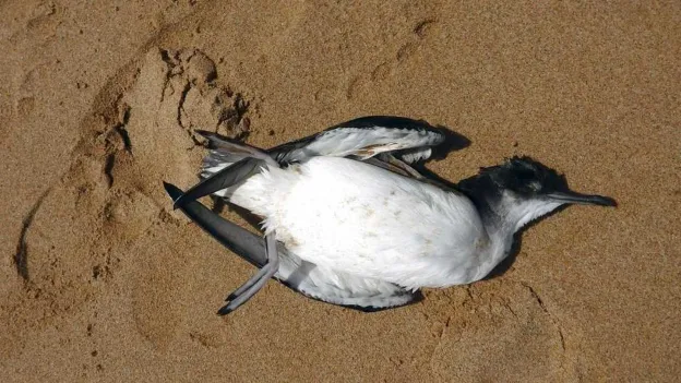 Thousands of Dead Seabirds Washed Up on Australian Coastline, Scientists Baffled