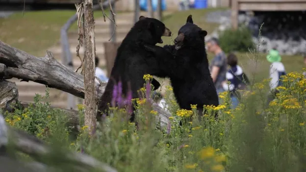 Tragedy Strikes as Black Bear Dack is Killed by Fellow Bear at Pairi Daiza Zoo