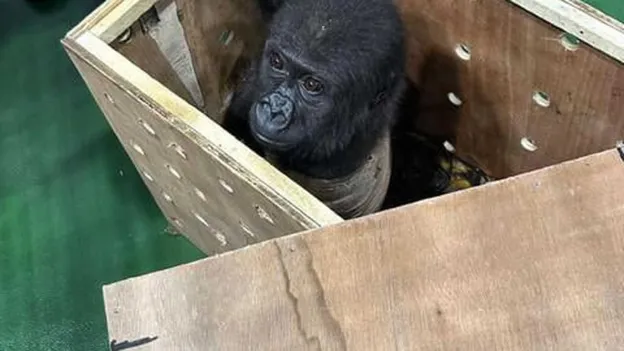 Turkish Customs Intercept Baby Gorilla on Cargo Flight