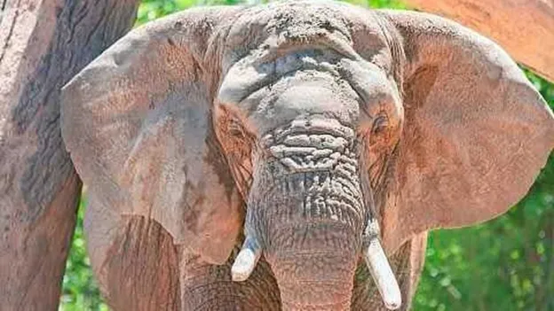 US Judge Rules Elephant is Not a Person