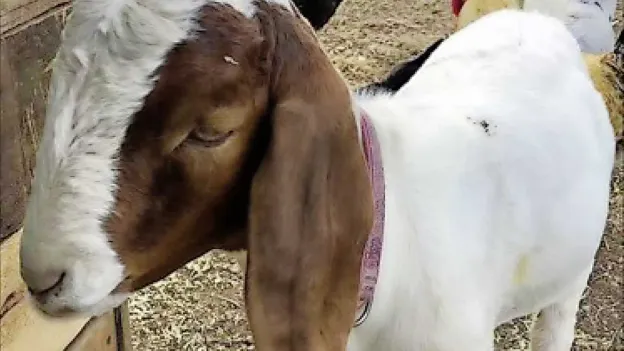 US police pay $300,000 for goat mistakenly taken from 9-year-old girl