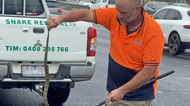 Woman Driving at 80 km/h on Highway Discovers Deadly Tiger Snake Crawling up Her Leg