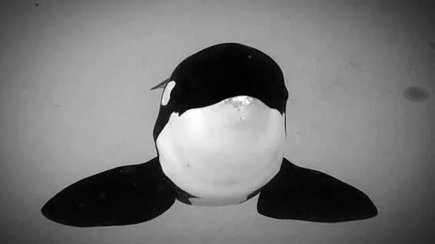 World Famous Orca Keto (29) Dies After Fatally Attacking Own Caretaker