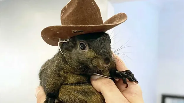 World-Famous Squirrel Peanut Euthanized by Authorities